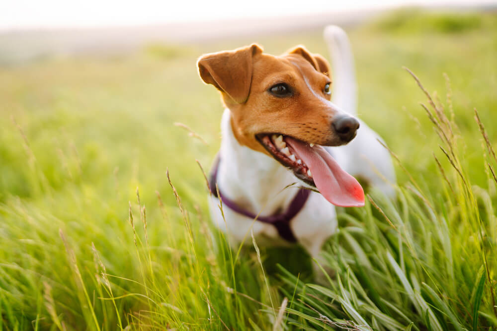 犬　ダニ2