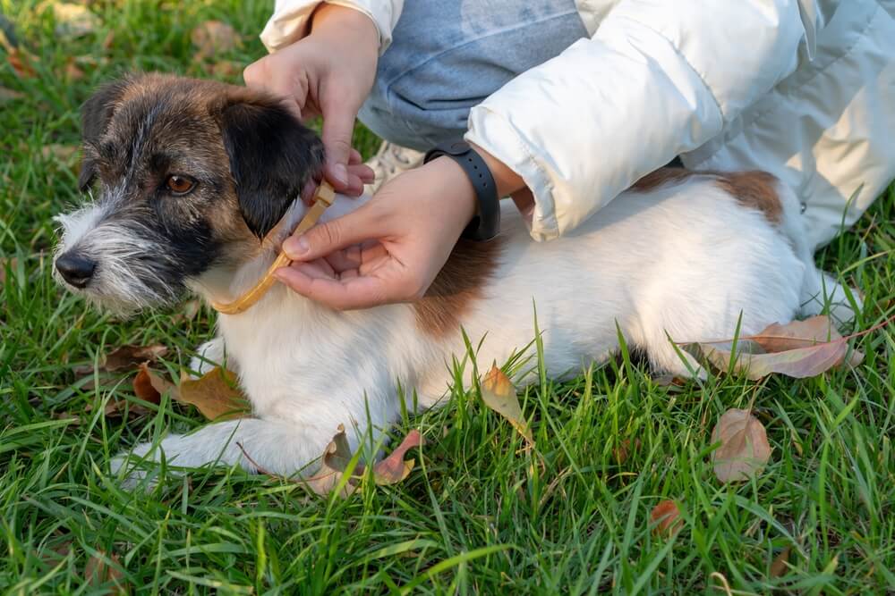 犬 ダニ5