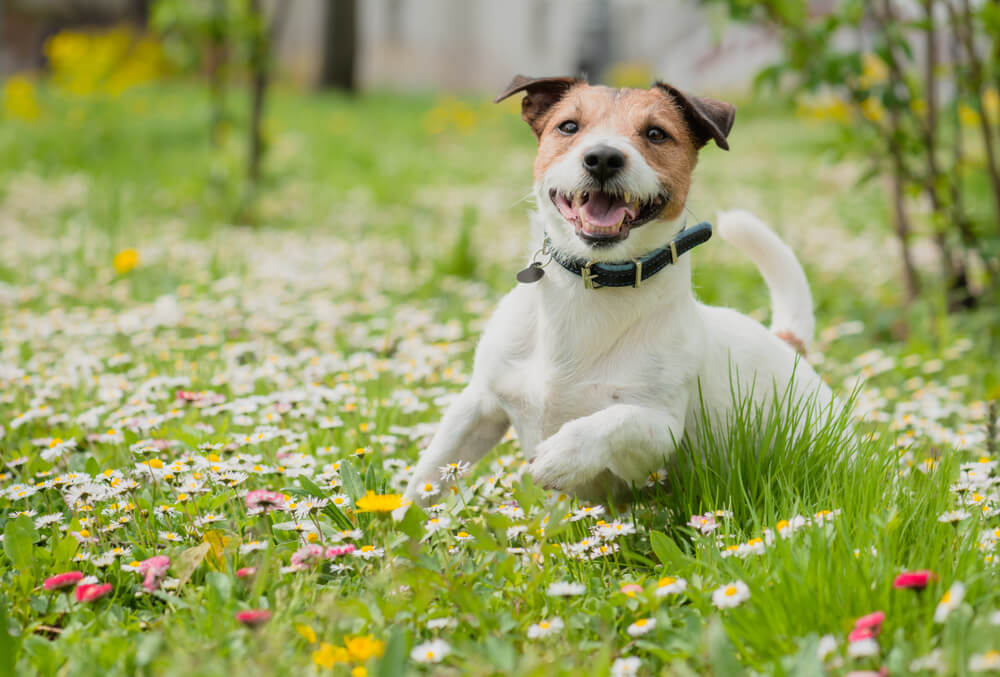犬　ダニ6