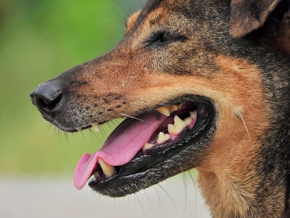 犬　歯　2