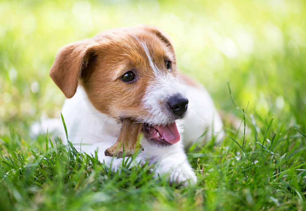 犬　素材