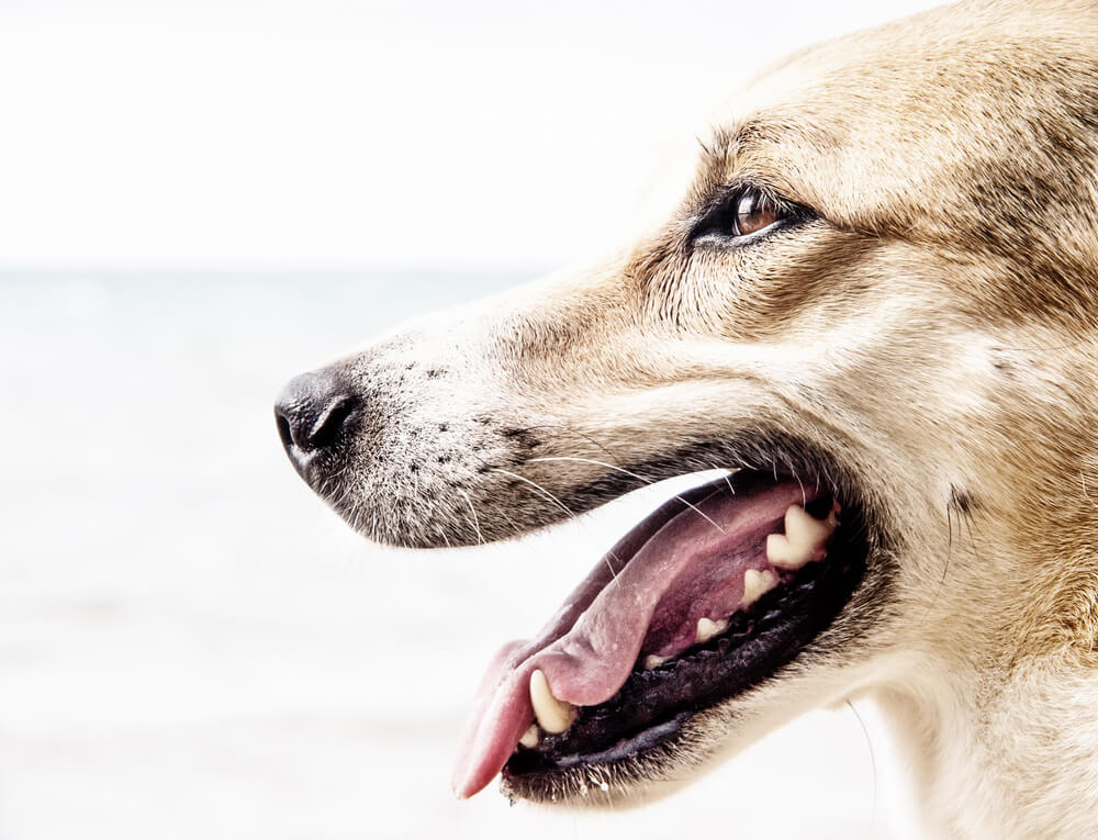 犬　歯　4