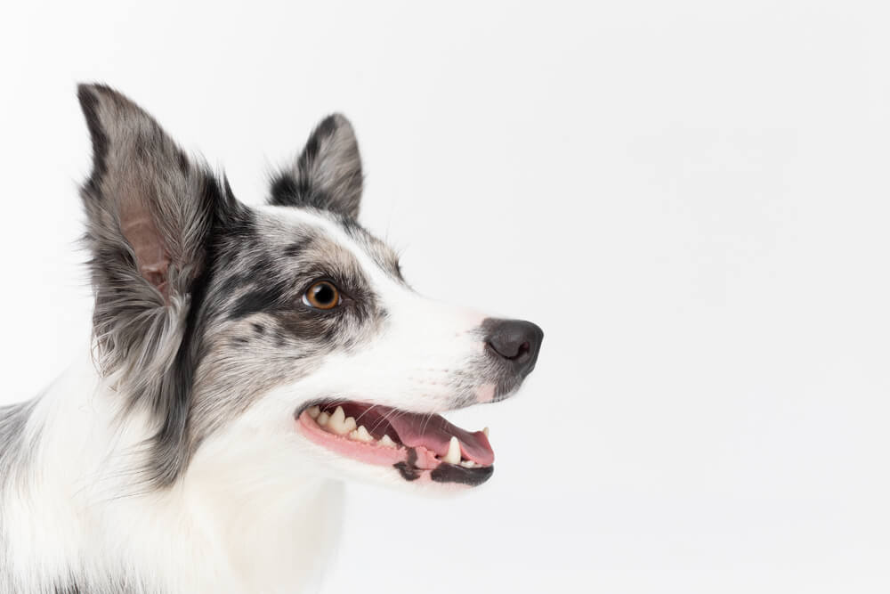 犬　歯　6