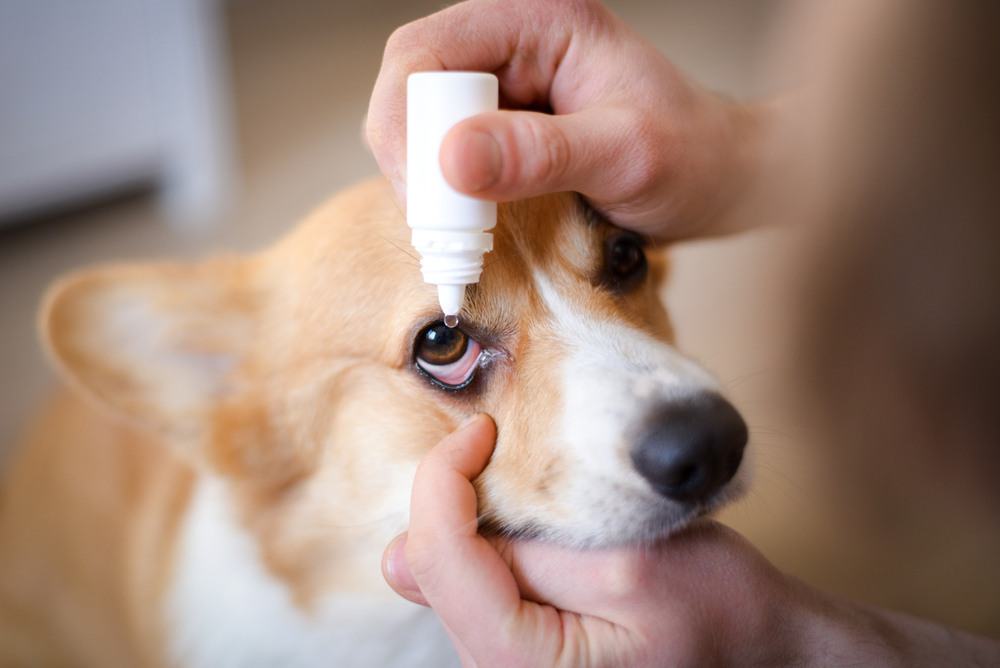 犬　白内障1