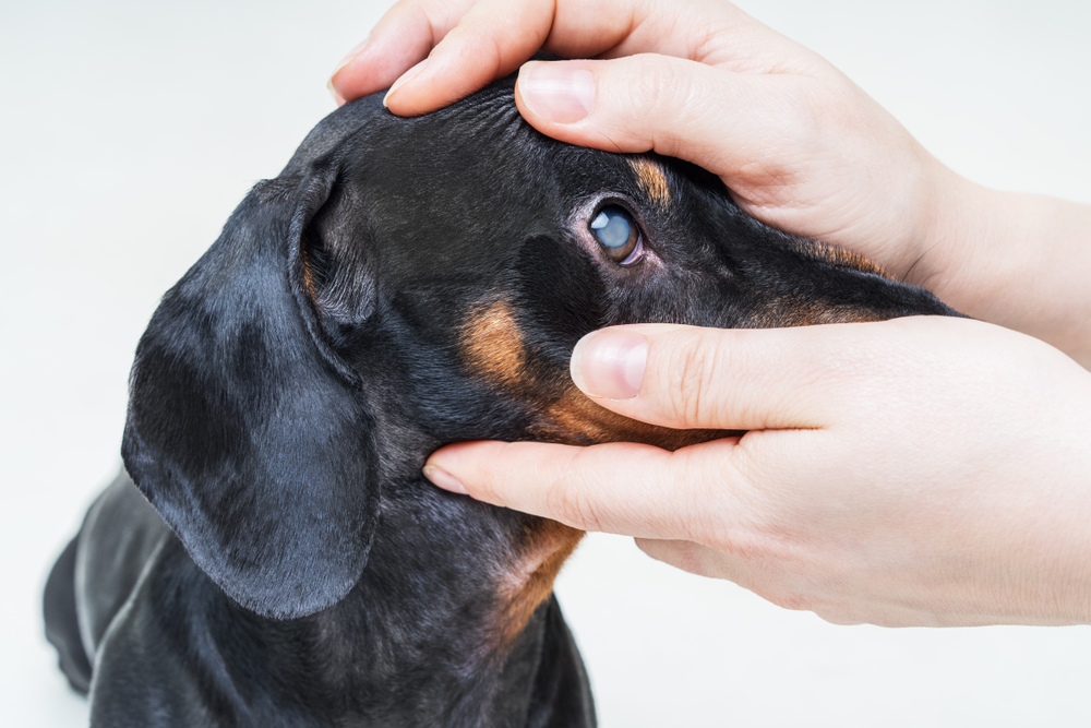 犬　白内障2