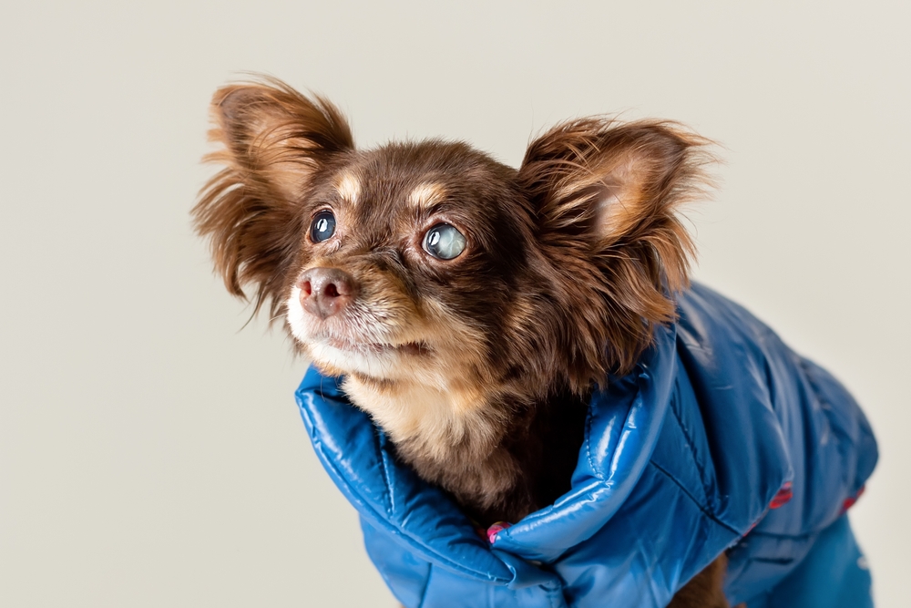 犬　白内障4