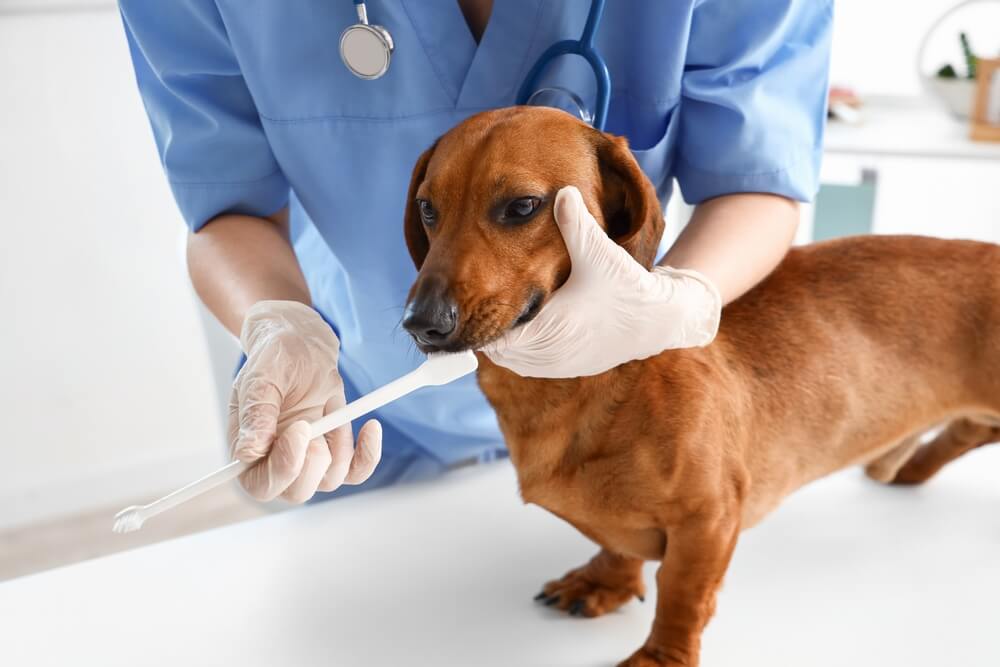 犬　歯磨き1