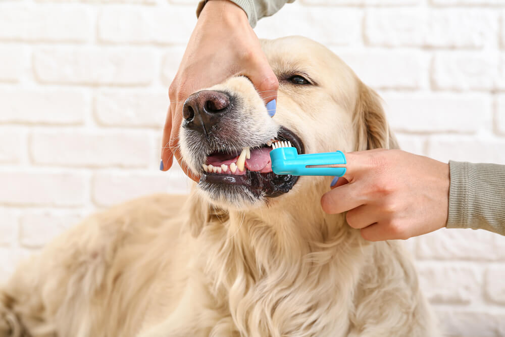 犬 歯磨き3