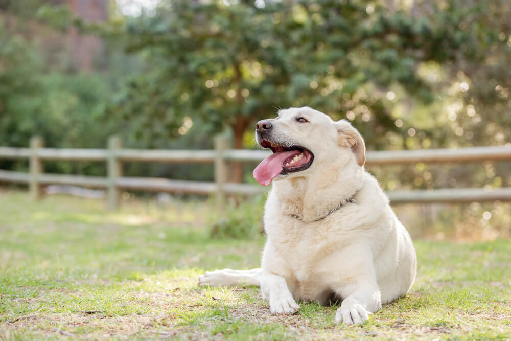 犬＿肥満