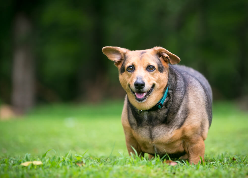 犬　肥満3