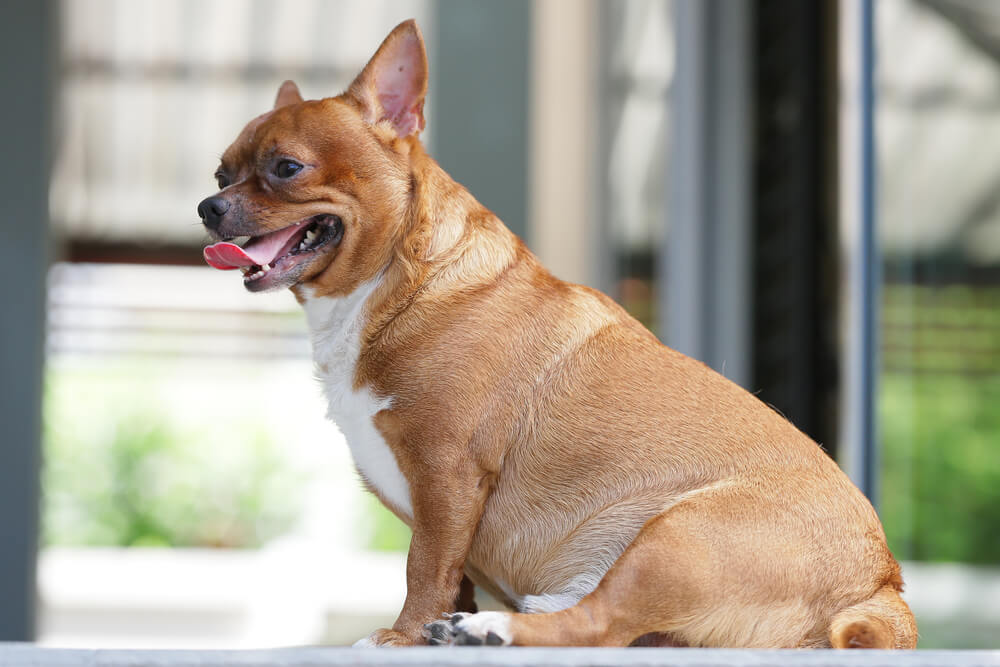 犬　肥満5
