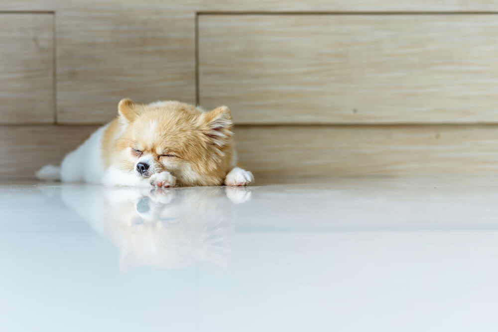 犬　肥満9