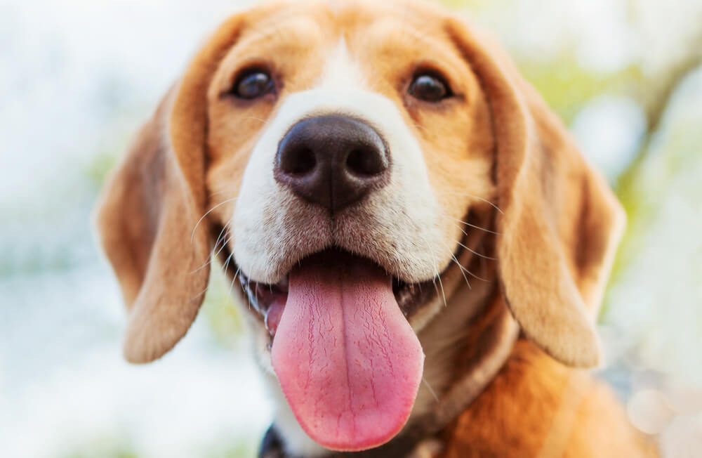 犬　口2