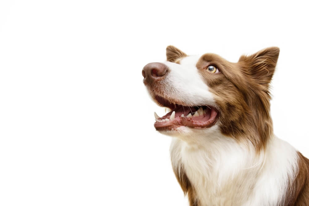 犬　口3