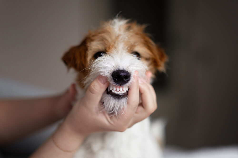 犬　口5