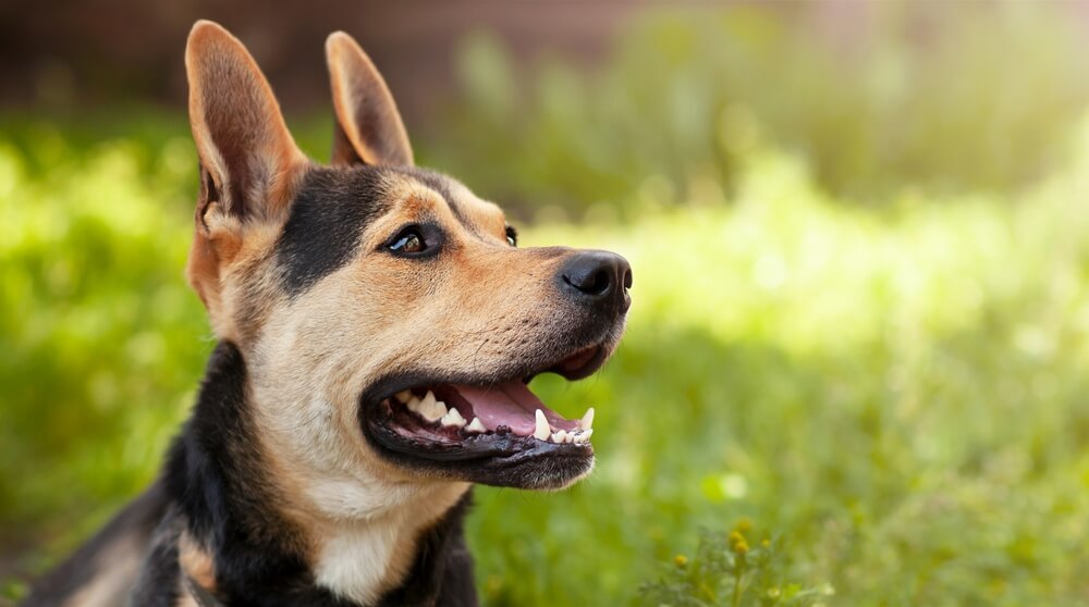 犬　口7