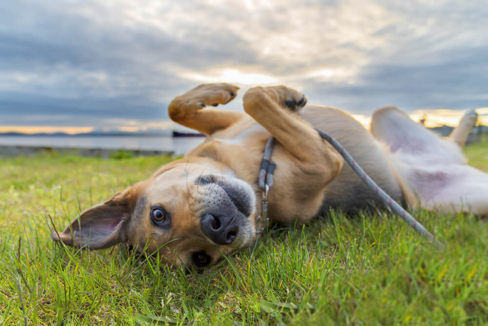 犬　マダニ1
