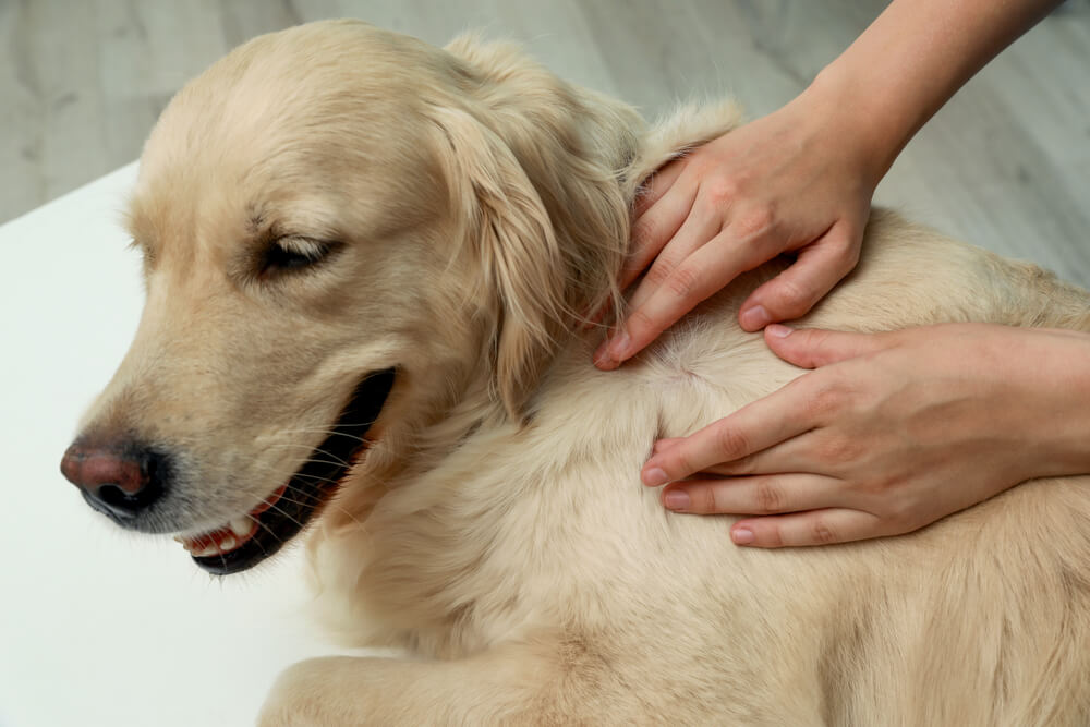 犬　マダニ2