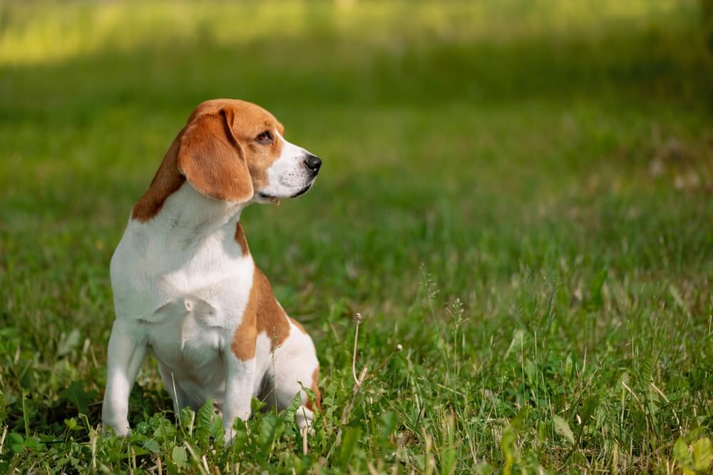犬　マダニ4