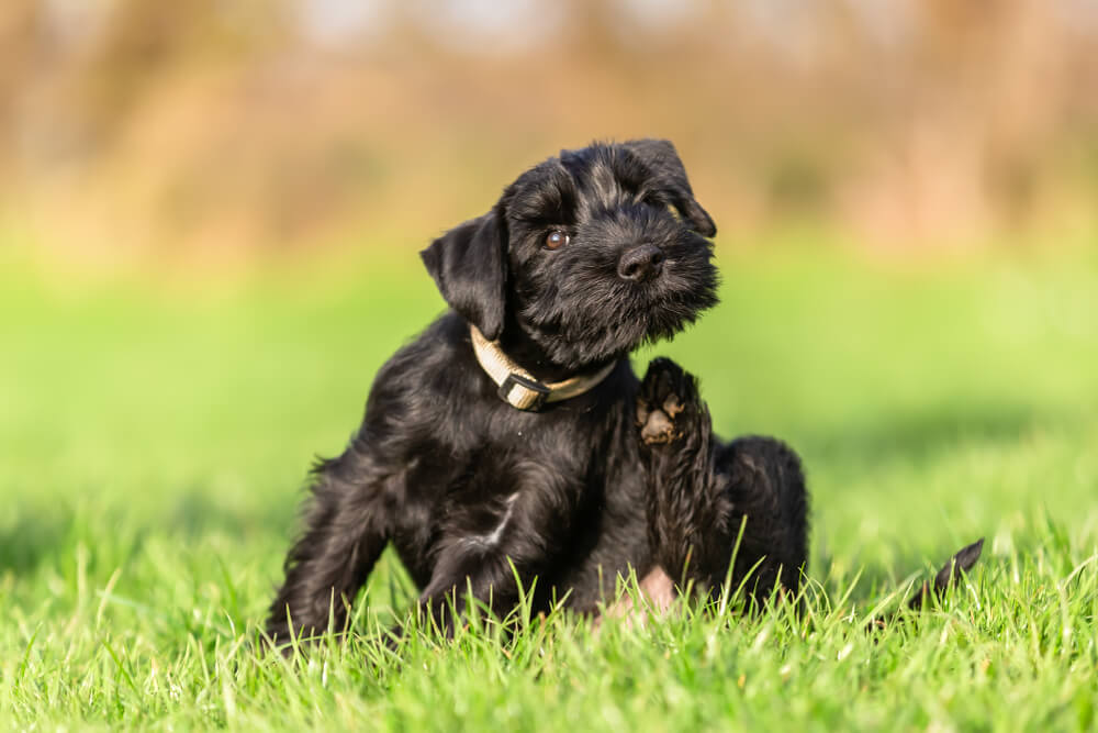犬＿掻く