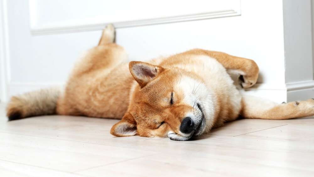犬　素材