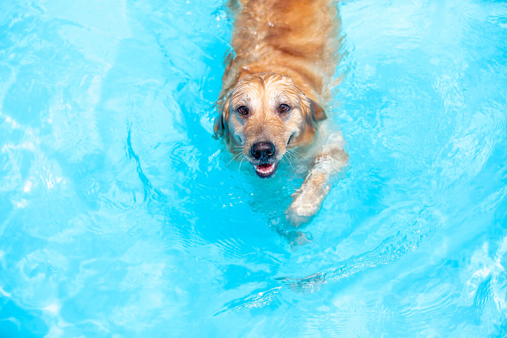 犬 夏4