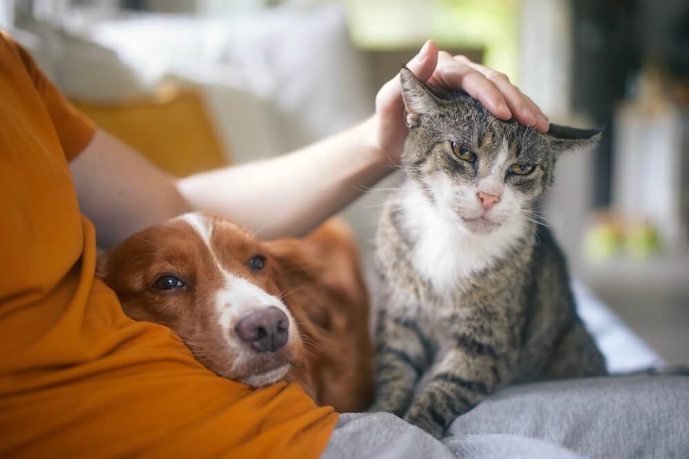 犬と猫