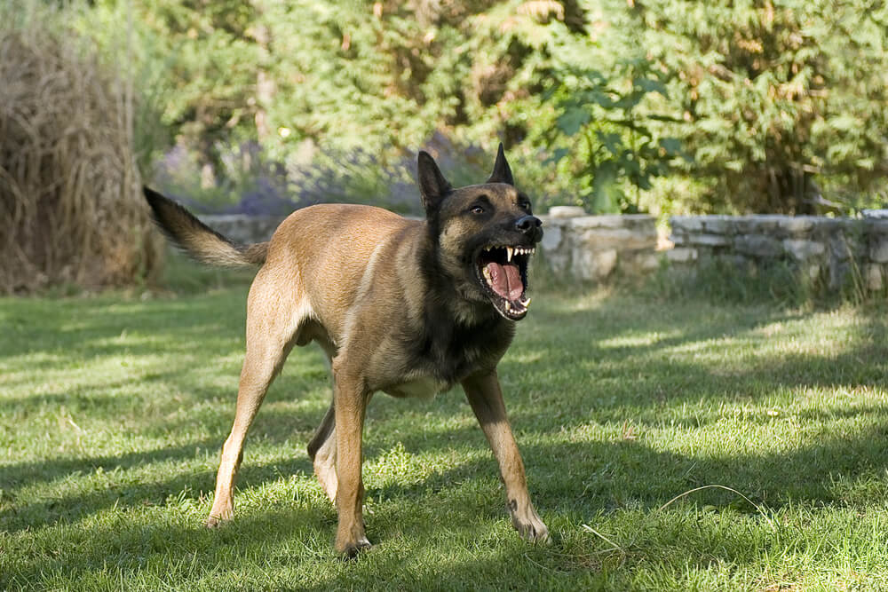攻撃的な犬の画像