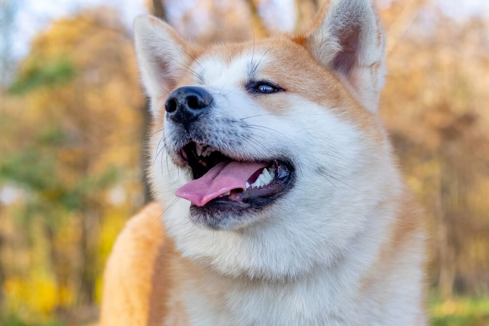 犬　怒る3