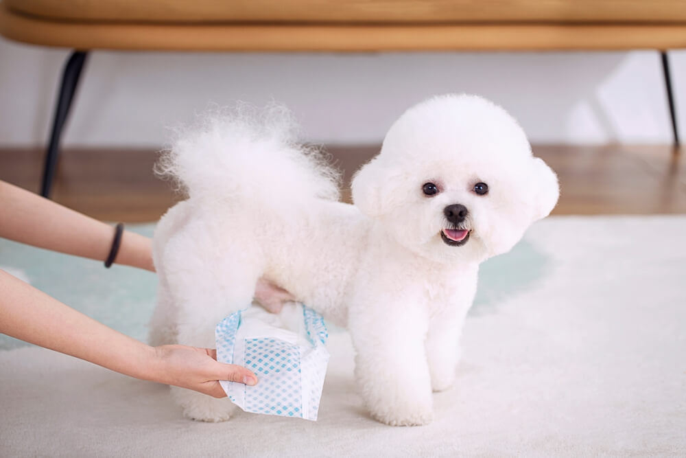 犬　おむつ
