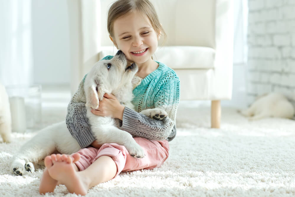 犬　素材