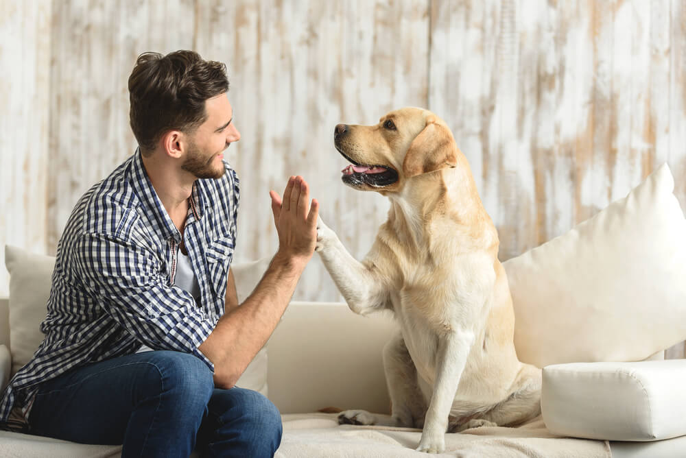 犬　素材