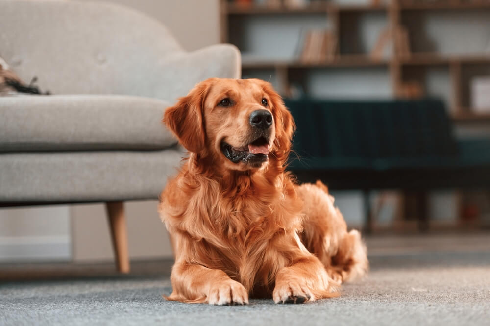 犬　素材37