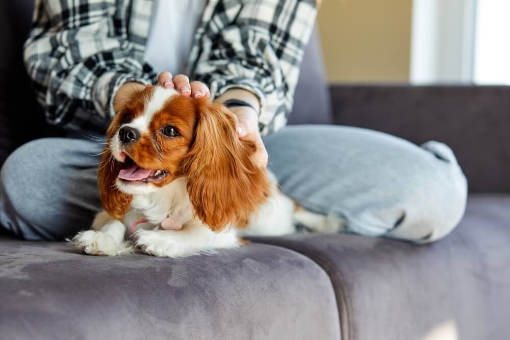 犬　素材
