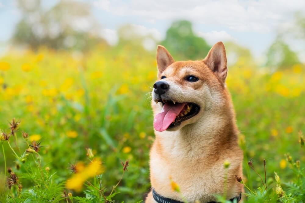 犬　素材40