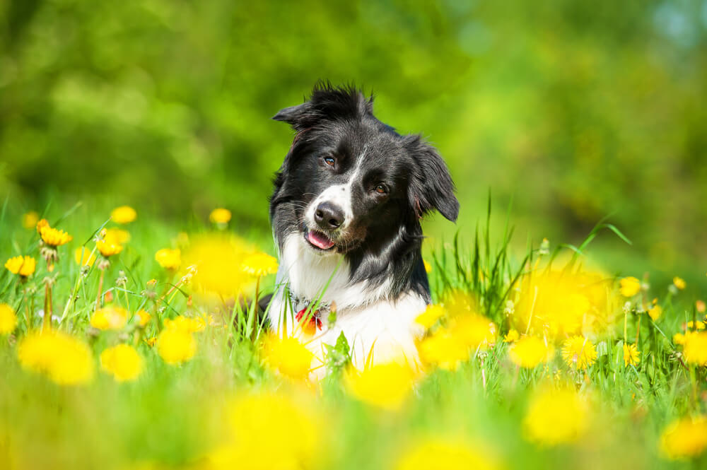 犬　素材41