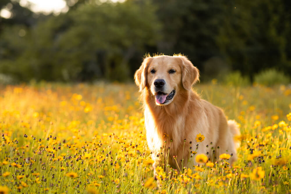 犬　素材46