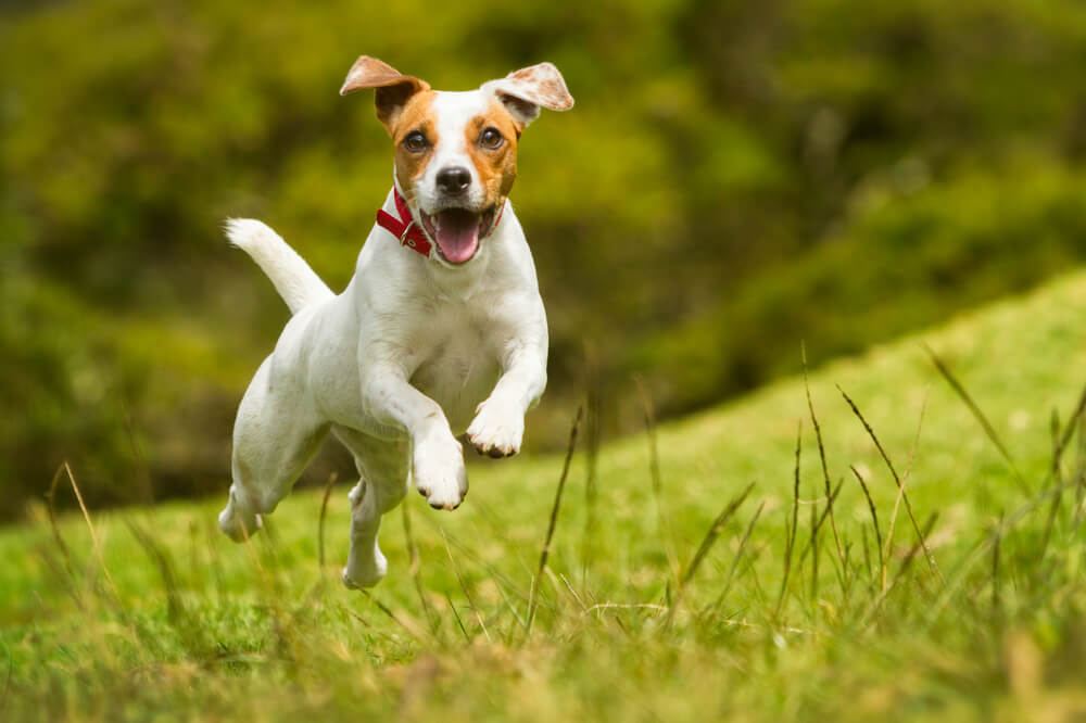 犬　素材