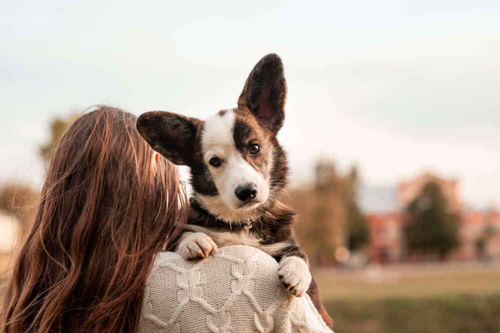 犬　素材