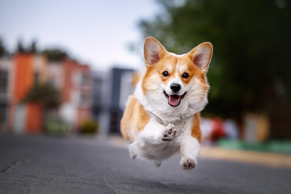 犬　素材20