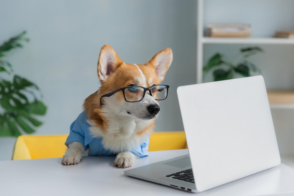 犬　素材