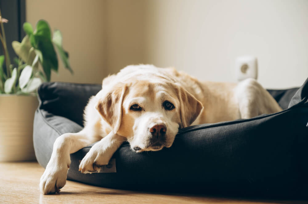 犬　素材