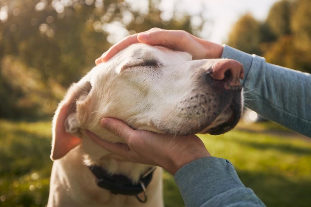 犬　素材