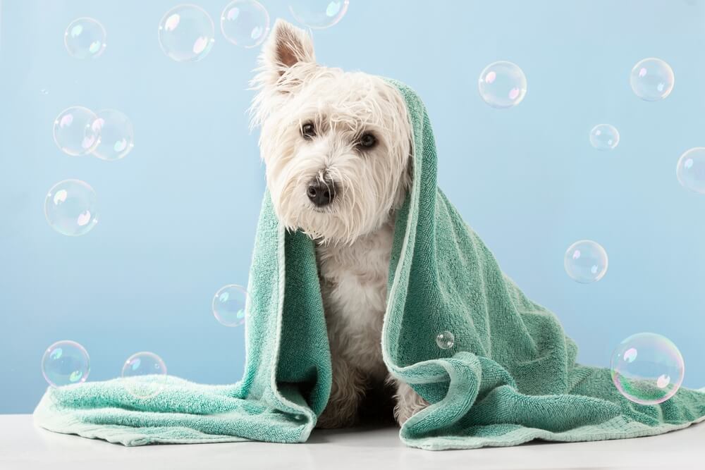 犬　シャンプー