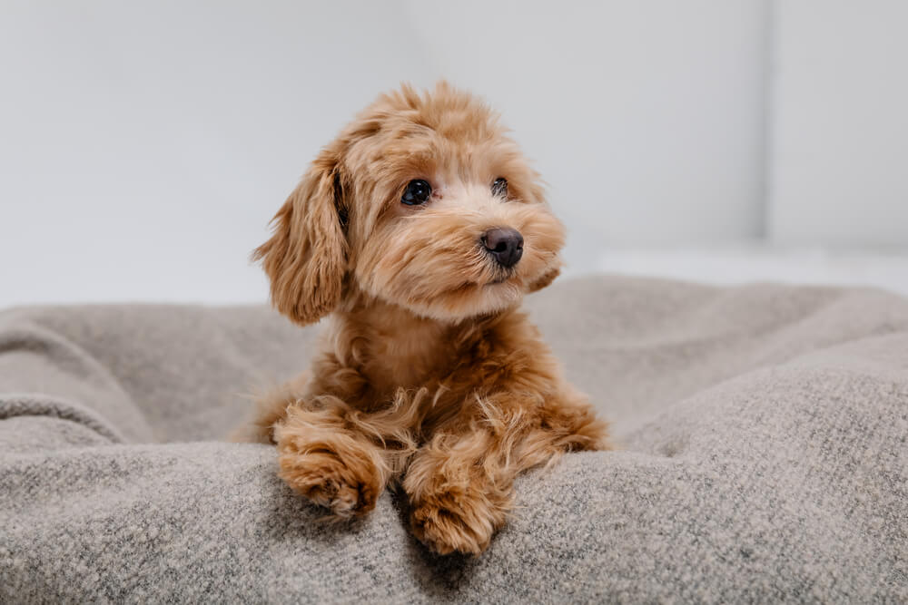 犬　素材