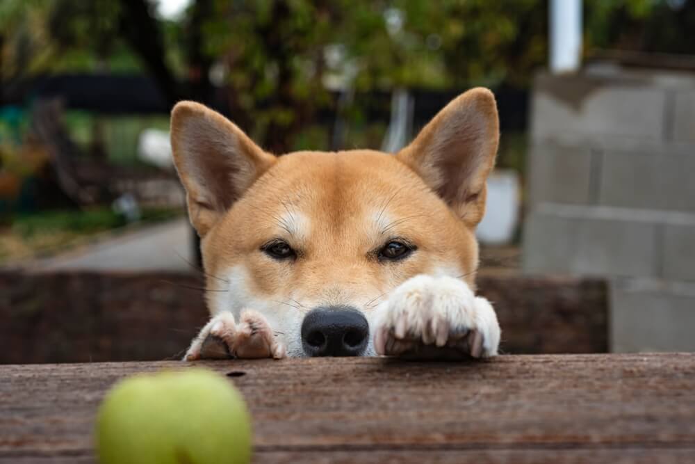柴犬