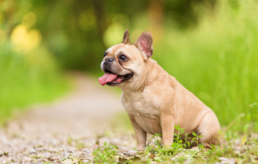 犬 5