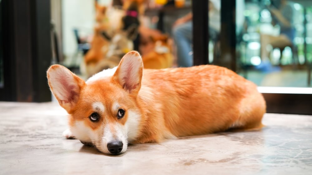犬　6