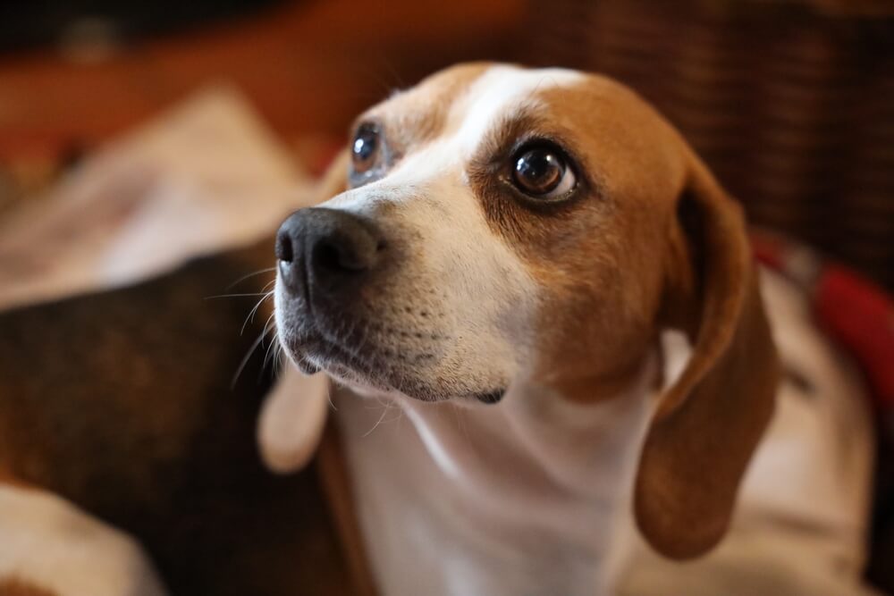 犬7