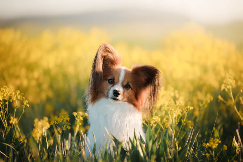 犬9